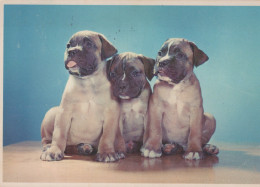Delcampe - Nederland Gouda Zuid Holland Drie Boxer Puppy S Honden Oblitereerd 1969 #SCG687 - Gouda