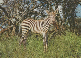 Delcampe - Deutschland Afrikanisches Zebra Jungtier In Savanne Wildtier Versendet #SCG657 - Höllental