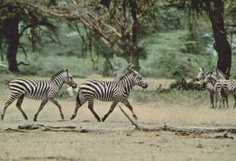 Delcampe - Africa Deutschland Afrika Savanne Herde Zebras Equus Quagga In Unposted #SCG656 - Zebra's