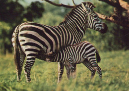 Delcampe - Africa Zebras Mother And Foal Nursing In Grassland Habitat #SCG655 - Zebra's