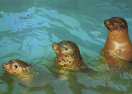 Delcampe - Deutschland Witten Seehunde IM Wasser Tierwelt Natur Affranchiert #SCG650 - Witten
