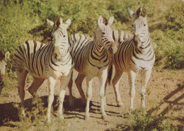 Delcampe - Deutschland Afrika Tierwelt Zebras Savanne Wildtiere Fotografie #SCG654 - Zebra's