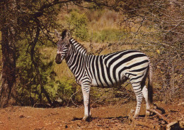Delcampe - Africa Wildlife Zebra In Natural Habitat Majestic Animal #SCG651 - Zebra's