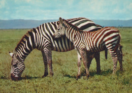 Delcampe - Kenya Italia Zebra DI Grant Con Puledro Pascolo Savana Africa Unposted #SCG652 - Zebra's