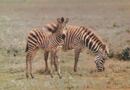 Delcampe - France Afrique Zèbres Faune Africaine Mère Et Petit Unposted #SCG653 - Zebra's