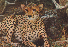 Delcampe - Nederland Hilvarenbeek Beekse Bergen Safaripark Cheeta Landschap #SCG423 - Veghel