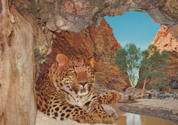 Delcampe - Deutschland Wildtier Leopard In Höhle Und Felslandschaft Wüste Unposted #SCG425 - Höllental