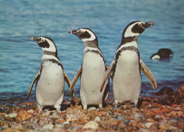 Delcampe - Argentina Costa Tres Pingüinos Magallánicos En La Orilla Circulada #SCG328 - Argentinien