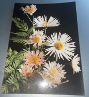 Delcampe - Fleurs Bouquet  De Paquerettes Blanches Roses Avec Feuillage - Blumen