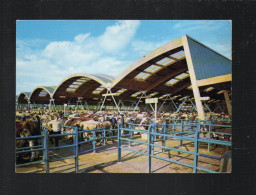 Delcampe - Cpm L'aumaillerie Marché à Bestiaux Fougères - Fougeres