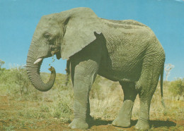 Delcampe - Nederland Leidschendam Afrikaanse Olifant Wildleven Savanne #SCH246 - Elefanten