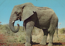 Delcampe - Africa Deutschland Afrika Wildtier Elefant In Savannenlandschaft #SCH248 - Elefanten