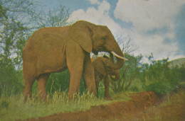 Delcampe - Nederland Rotterdam Zuid Holland Afrikaanse Olifanten Wildlife Unposted #SCH247 - Elefanten