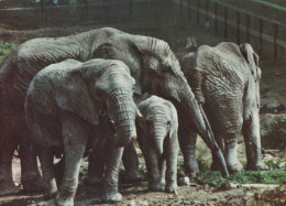 Delcampe - Nederland Afrikaanse Olifantenfamilie Met Kalf In Dierentuin Gebruikt #SCH249 - Elefanten