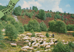 Delcampe - Nederland Dwingeloo Heidegebied Schapen Herder Drents Landschap #SCG960 - Dwingeloo