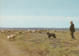 Delcampe - Nederland Ede Gelderland Herder Met Schaapskudde Op Heideveld Unposted #SCG955 - Ede