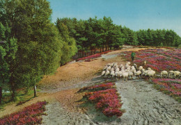 Delcampe - Nederland Nijverdal Schaapherder En Schapen Op Bloeiende Heide Verzonden #SCG951 - Nijverdal