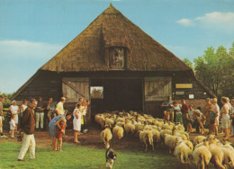 Delcampe - Nederland Schaapskooi Mensen En Schapen Uit Stal Beschreven #SCG946 - Sonstige & Ohne Zuordnung
