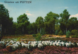 Delcampe - Nederland Putten Heidelandschap Met Schapen Oblitereerd #SCG950 - Putten