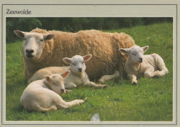 Delcampe - Nederland Zeewolde Schapen Lammeren In Groene Weide Geadresseerd #SCG949 - Sonstige & Ohne Zuordnung