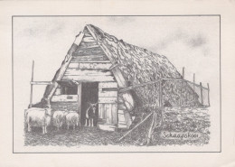 Delcampe - Nederland Schoonoord Openluchtmuseum Schaapskooi Schapen Gefrankeerd #SCG944 - Sonstige & Ohne Zuordnung
