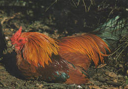 Delcampe - Nederland Onbekend Pluimvee Haan Rood Geel Veerstukken Natuurlijke #SCG890 - Vogels