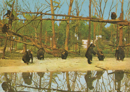 Delcampe - Nederland Arnhem Chimpansees Primatencentrum Burgers Natuurpark Gepost #SCH823 - Arnhem