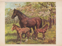 Delcampe - Nederland Amsterdam Paarden En Veulens In Landschap P Moleveld #SCH702 - Königshäuser