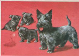 Delcampe - Nederland Gouda Zuid Holland Schotse Terrier Met Puppy S Geadresseerd #SCH662 - Gouda