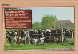 Delcampe - Nederland Ermelo Humoristische Nudistencamping Met Koeien Geplaatst #SCH627 - Ermelo