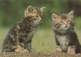 Delcampe - Nederland Leidschendam Twee Schattige Getijgerde Kittens Beschreven #SCH623 - Leidschendam