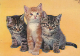 Delcampe - Nederland Dordrecht Zuid Holland Drie Kittens Geel Achtergrond #SCH624 - Dordrecht