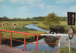 Delcampe - Nederland Drouwen Rivierlandschap Met Koeien En Brug Afgestempeld #SCH625 - Sonstige & Ohne Zuordnung