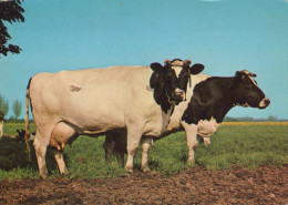 Delcampe - Nederland Dordrecht Zuid Holland Holstein Friesian Koeien Op Weide #SCH626 - Dordrecht