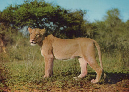 Delcampe - Deutschland Unbekannt Afrikanische Löwin Wildtier Savannenlandschaft #SCH579 - Höllental