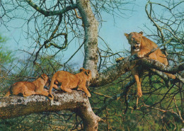 Delcampe - Africa Italia Leonessa E Cuccioli Su Albero Fauna Selvatica Inviata #SCH576 - Löwen