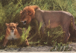 Delcampe - Africa Wildlife Lion And Lioness In Natural Habitat Wild Unposted #SCH584 - Löwen