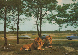 Delcampe - Nederland Hilvarenbeek Noord Brabant Beekse Bergen Safaripark Leeuwen #SCH582 - Löwen