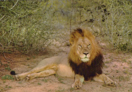 Delcampe - Africa Wildlife Male Lion Resting In Bush African Safari Landscape #SCH583 - Löwen