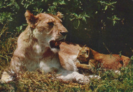 Delcampe - Italia Fauna Selvatica Leone Femmina E Cucciolo In Savana Scena Animale #SCH580 - Löwen