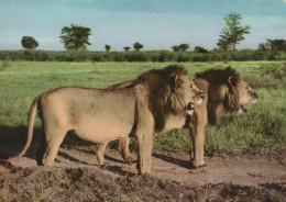 Delcampe - Somalia Mogadiscio Leoni Maschi Nella Savana Africana Oblitérata #SCH581 - Löwen