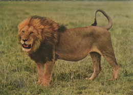 Delcampe - Nederland Wildernis Afrika Leeuw Afrikaanse Fauna Gepost #SCH578 - Löwen