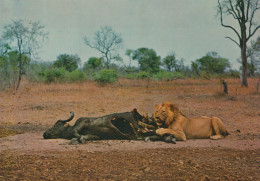 Delcampe - South Africa Kruger National Park Wildlife Lion Buffalo Kill Savanna #SCH570 - Königshäuser