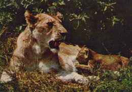 Delcampe - Nederland Hilvarenbeek Safaripark Beekse Bergen Leeuwin Met Welp #SCH574 - Löwen