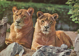 Delcampe - Nederland Twee Leeuwinnen Grote Afrikaanse Katten Wilde Dieren Portret #SCH573 - Löwen