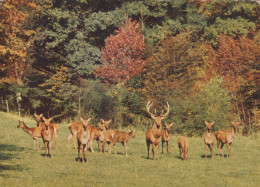 Delcampe - Deutschland Hochsauerland Nordrhein Westfalen Rotwildrudel Herbstwald #SCH431 - Königshäuser