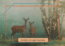 Delcampe - Nederland Lage Vuursche Herten In Mistig Bos Natuur Oblitereerd #SCH422 - Motorradsport