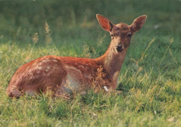 Delcampe - Deutschland Wildreh Kitz IM Gras Wildnis Natur Beschrieben #SCH427 - Aachen