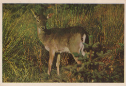 Delcampe - Nederland Maassluis Damhert Wilde Dieren Beschreven 1964 #SCH416 - Maassluis