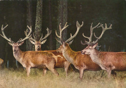 Delcampe - Nederland Epe Rode Herten Boslandschap Natuur Dieren Verstuurd #SCH414 - Epe